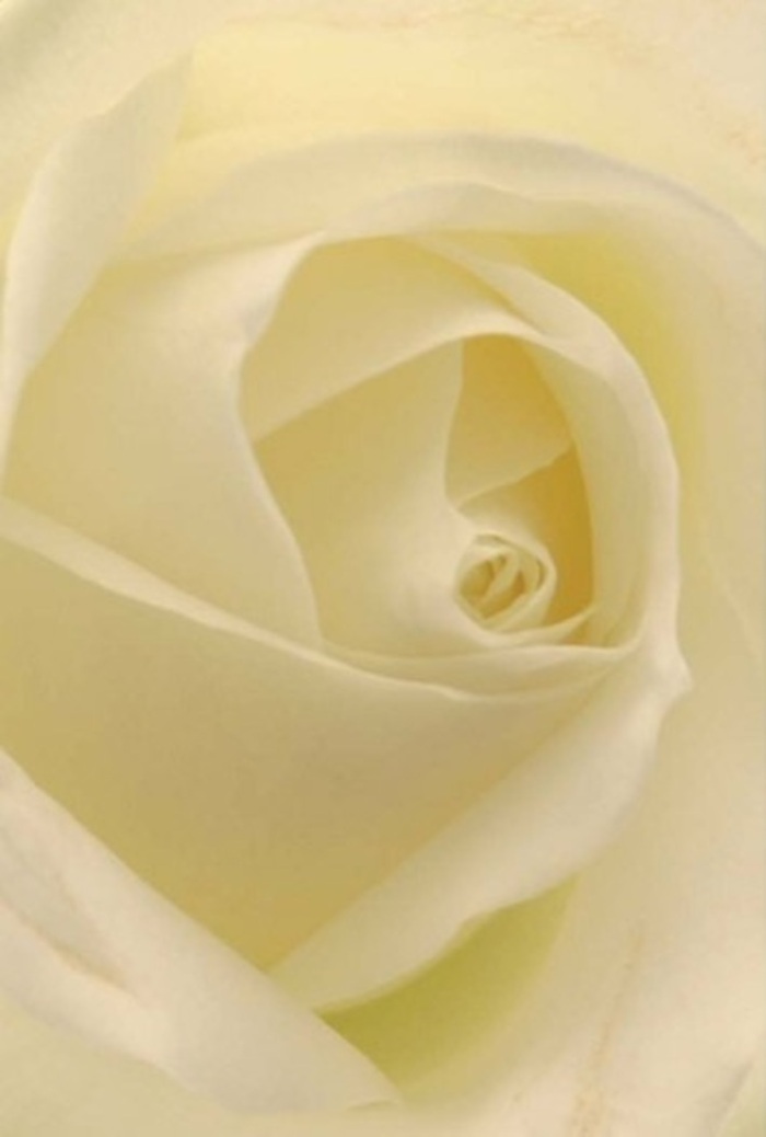 From up close, this Hackney Marshes rose captivates with its interplay between creamy white and soft ivory, each petal bathed in gentle, ambient light like a bloom at sunrise along Homerton Road. The composition radiates both tranquility and sophistication: curling petals stack perfectly, drawing the gaze inward to a spiraled heart that tells of purity and resilience. Light appears to flow within the bloom, highlighting subtle nuances and lending each layer a sense of near-translucence. As a local florist in Hackney Marshes, I see this rose as the quintessential flourish for heartfelt occasions-a romantic overture, a sincere apology, or the crowning element in an elegant wedding centerpiece arranged for gatherings near Hackney Marshes Park. The flower's soft fragrance, reminiscent of clean air after a gentle rain, imbues any space with serenity. Every detail in the composition, from the delicate shadows to the flawless layering, pays tribute to both nature's wisdom and the skillful touch of experienced florists serving the Hackney community.